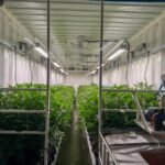 sentenca-da-justica-federal-garante-producao-de-medicamentos-a-base-de-cannabis-pela-alianca-medicinal