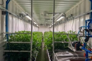 sentenca-da-justica-federal-garante-producao-de-medicamentos-a-base-de-cannabis-pela-alianca-medicinal