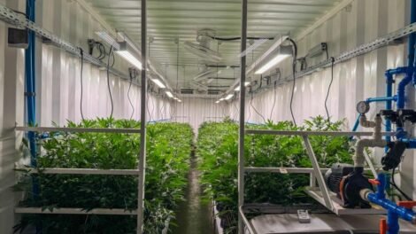 sentenca-da-justica-federal-garante-producao-de-medicamentos-a-base-de-cannabis-pela-alianca-medicinal