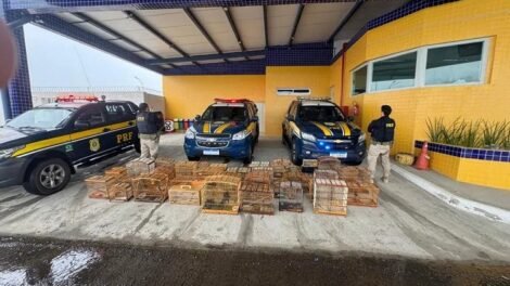 prf-resgata-132-aves-silvestres-na-br-407,-em-petrolina