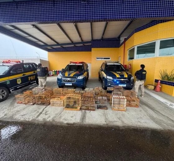 prf-resgata-132-aves-silvestres-na-br-407,-em-petrolina