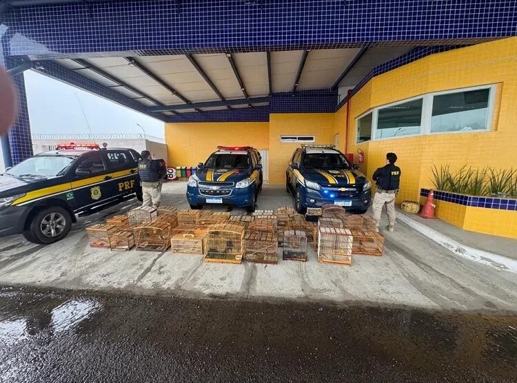 prf-resgata-132-aves-silvestres-na-br-407,-em-petrolina