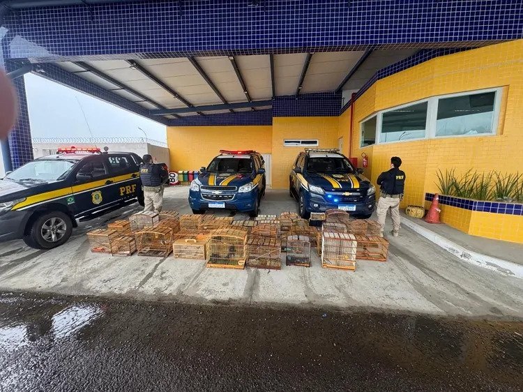 prf-resgata-132-aves-silvestres-na-br-407,-em-petrolina